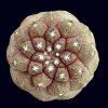 Copiapoa_hypogaea_skin_leza